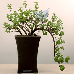 Glass Automatic Self Watering Bird Watering Cans Flowers Plant Decorative Clear Glass Watering Device Houseplant